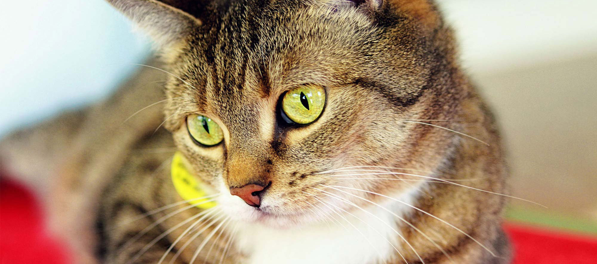 Website Design and Development for Dakin Humane Society